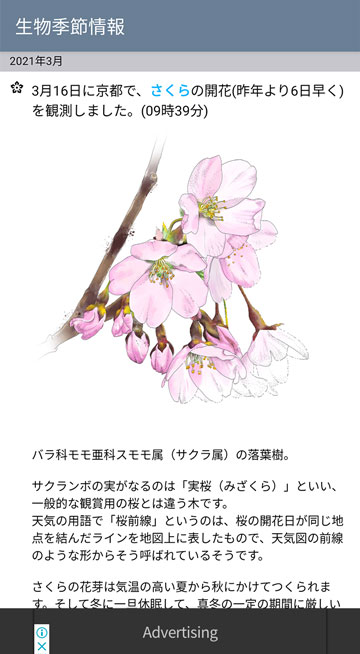生物季節情報のさくらの開花の表示例